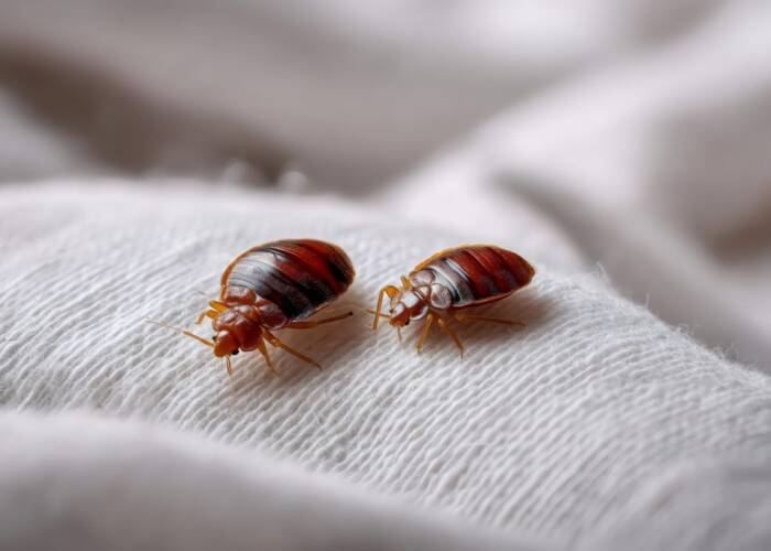 bed bug