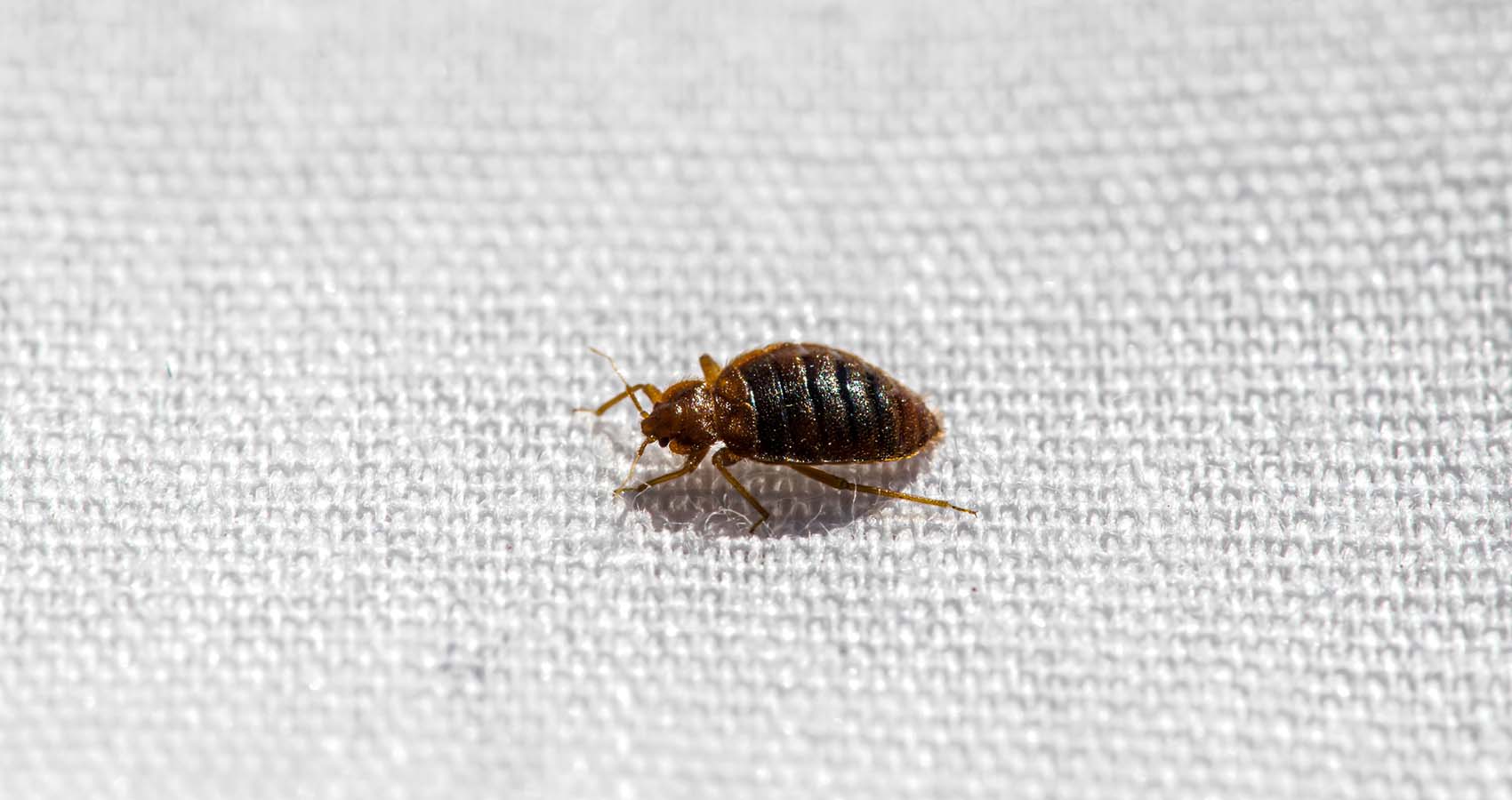 bed-bug-control