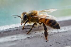 Wasp Nest & Bee Removal in London