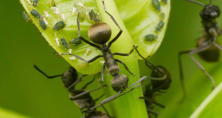 Ant Control