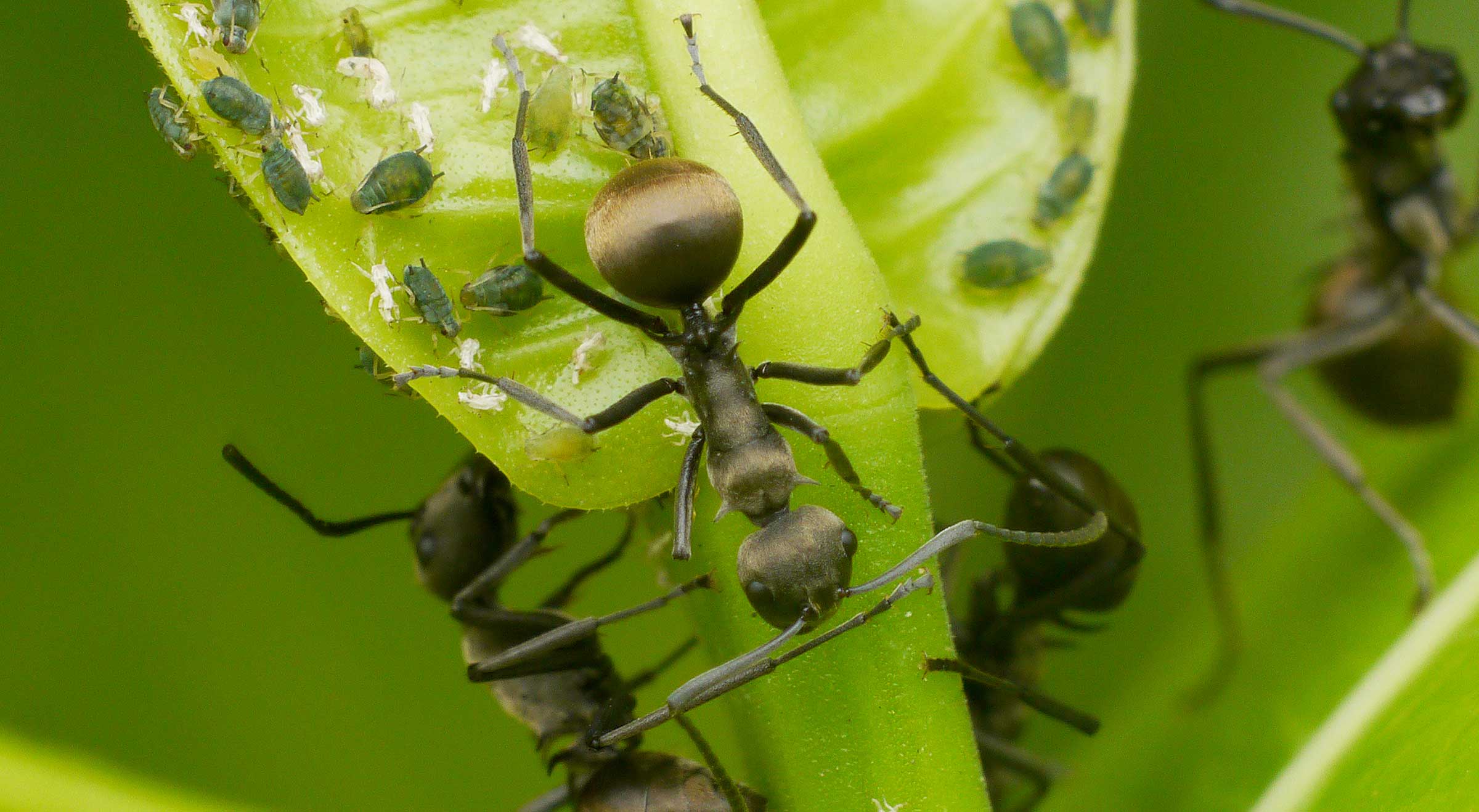 Ant Control - Microbee Environmental London - Pest Control Team