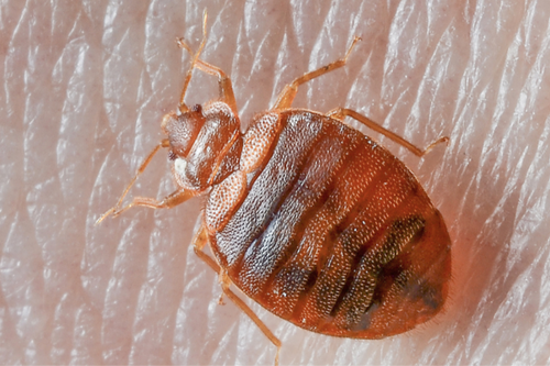 Regular Bed Bug Inspections: Why Every Homeowner Should Care