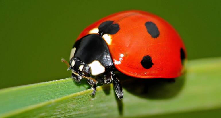 Ladybugs and Sow Bugs Control