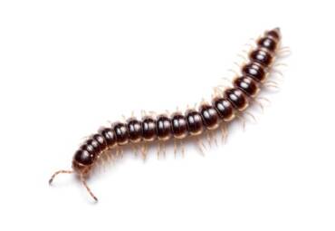 Millipedes And Centipedes