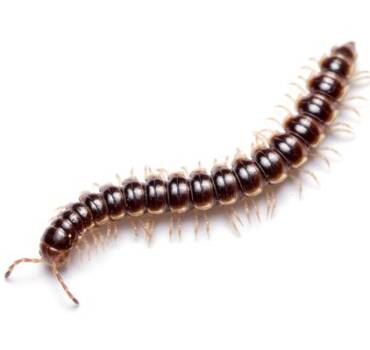 Millipedes And Centipedes