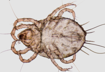 Common Types of Mites and Signs That You Have Them