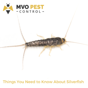 Silverfish Control