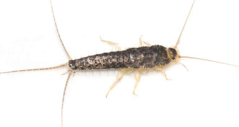 Things You Need to Know About Silverfish