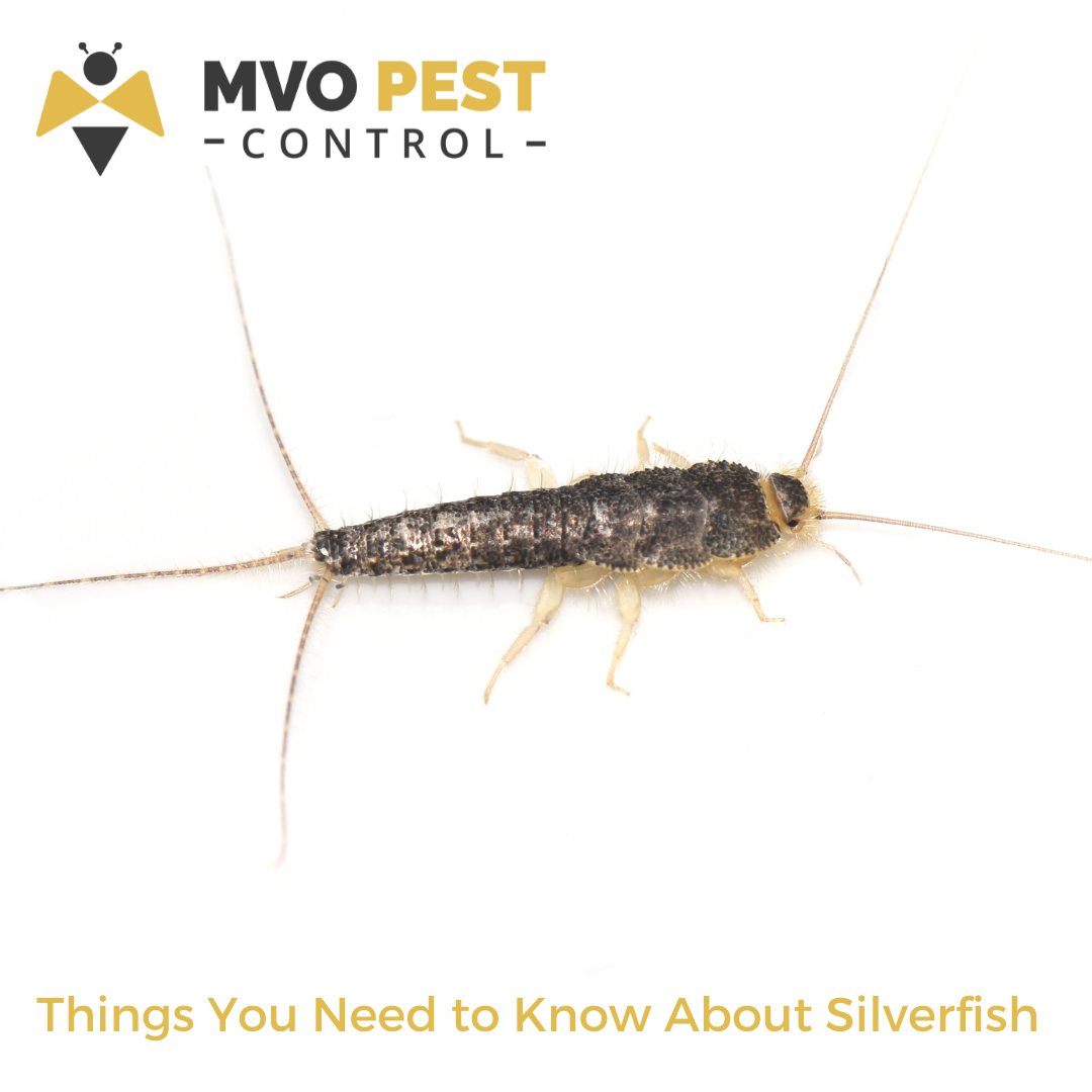 Things You Need to Know About Silverfish