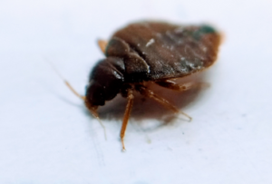 bed bug control