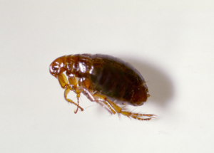 Tricks to Effective Fleas Control in Cambridge
