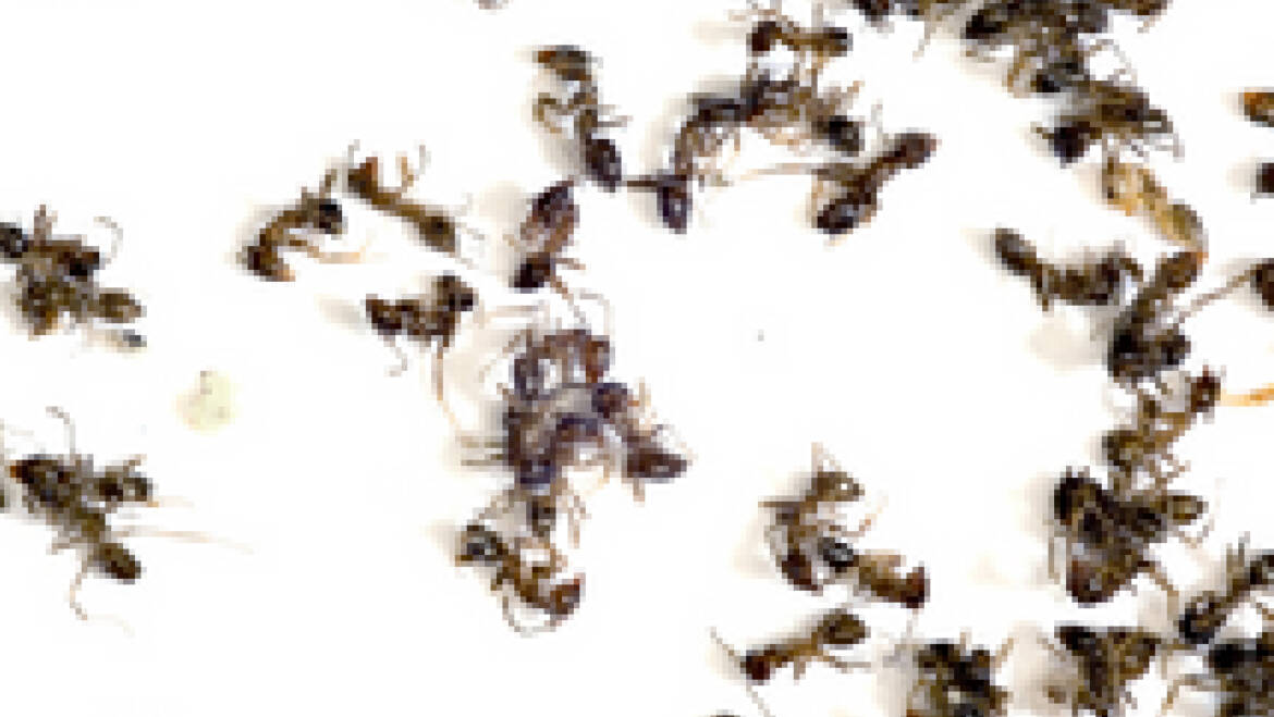 Why do you need experts for Ant Control in St. Thomas, Canada?