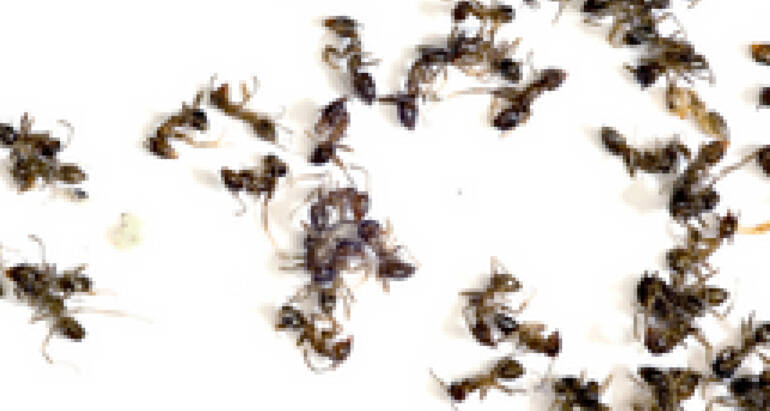 Why do you need experts for Ant Control in St. Thomas, Canada?