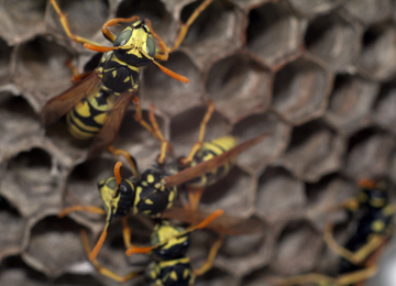 Natural Ways For Bees & Wasps Removal in Waterloo