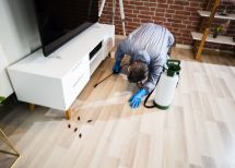 Which is Best for You: Home Remedies or Professional Pest Control in Waterloo?