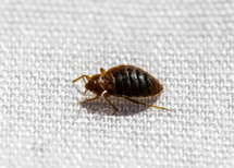 How to Remove Bed Bug Infestation in London Ontario?