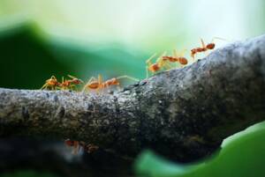 ant control Hamilton, Ontario