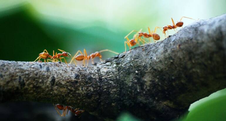 Expert Tips for Long-Term Ant Control Hamilton, Ontario