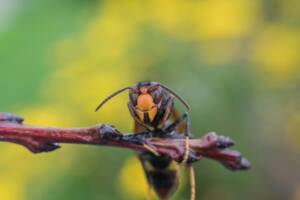 wasp control in Sarnia
