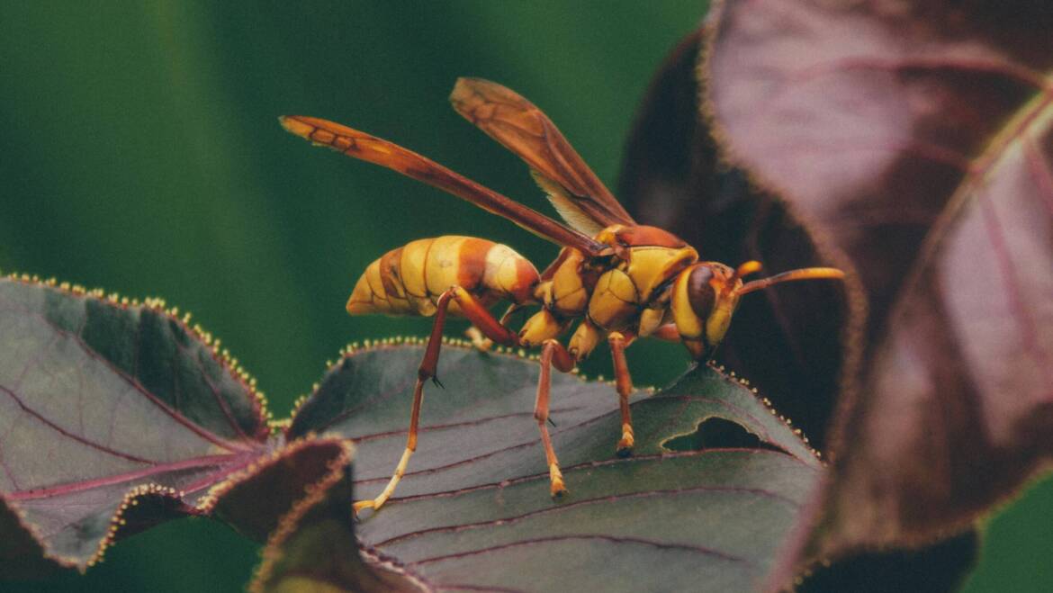 Dependable and Authentic Services for Wasp Control in Hamilton Ontario