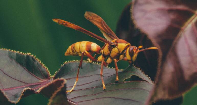 Dependable and Authentic Services for Wasp Control in Hamilton Ontario