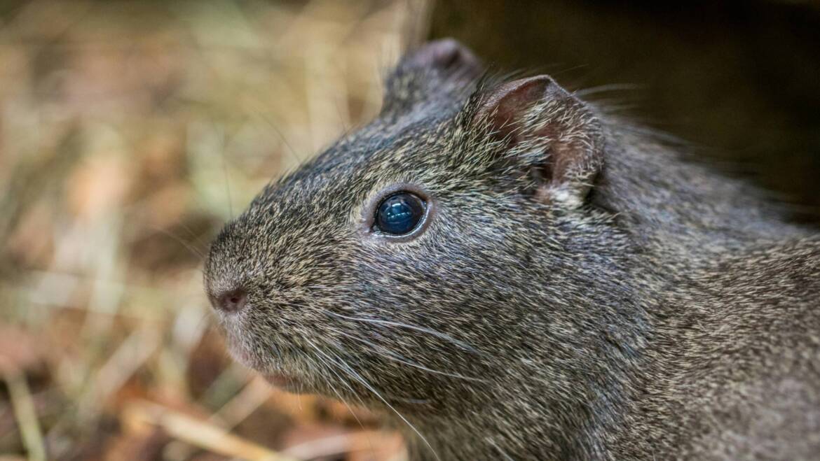 Keep Your Home Safe: Mastering Rodent Control London Ontario