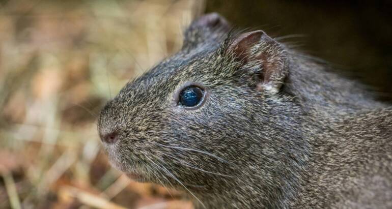 Keep Your Home Safe: Mastering Rodent Control London Ontario