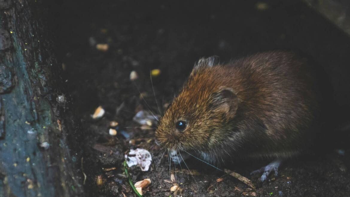 How Exterminators Inspect Signs for a Quick Mice Removal in London Ontario?