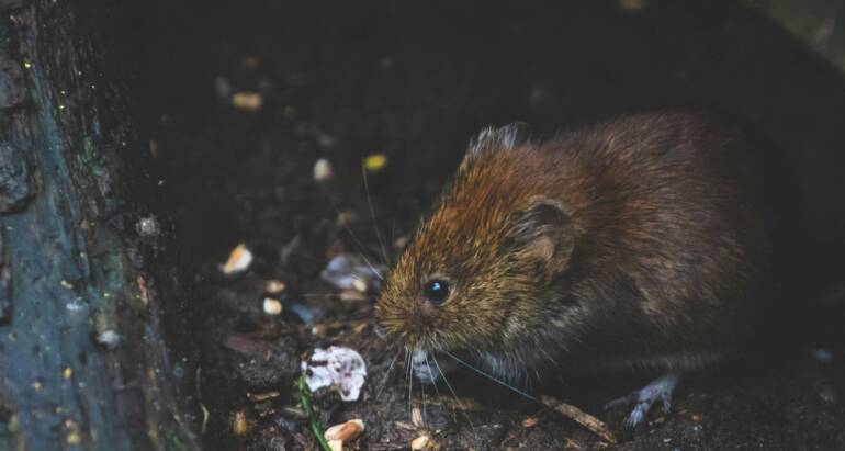 How Exterminators Inspect Signs for a Quick Mice Removal in London Ontario?