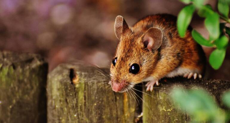 What Common Signs of Infestation Demands Quick Rodent Control in St Thomas?