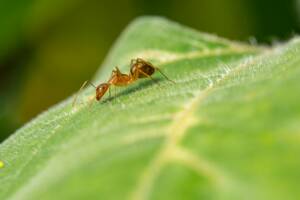 ant control and removal