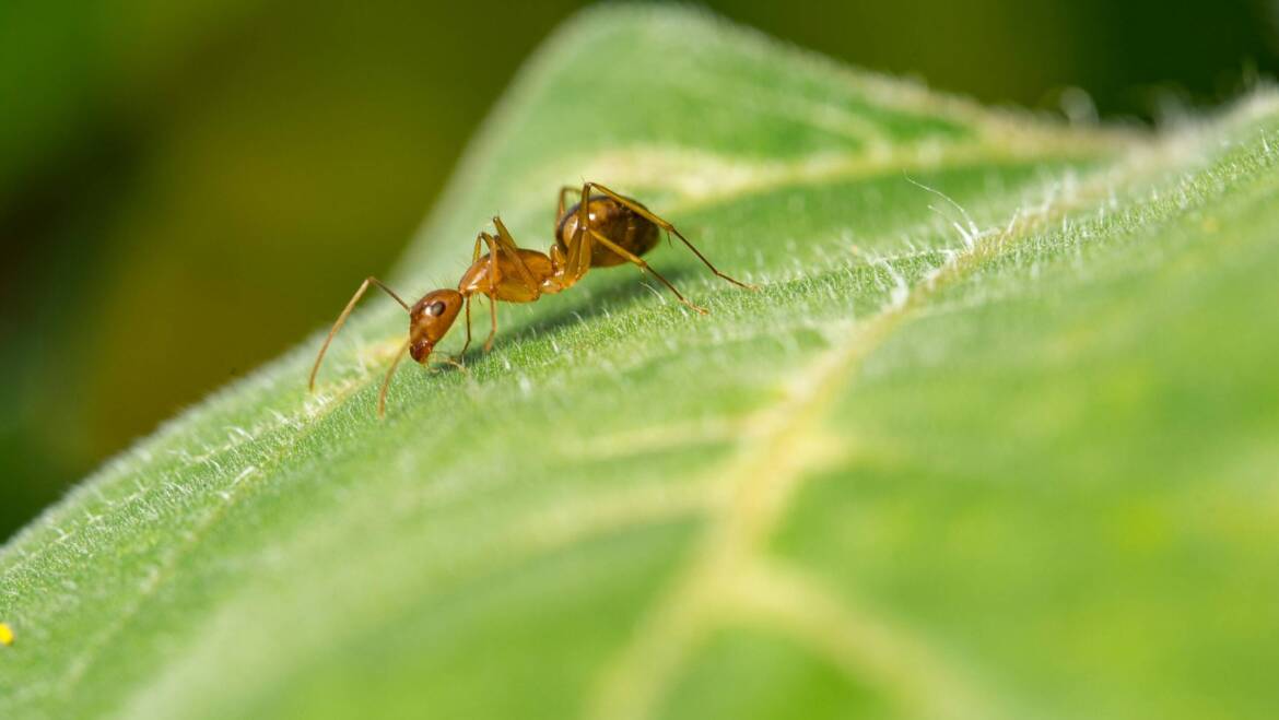 Ecofriendly Ant Control: An Environmental Method for deterring Ants