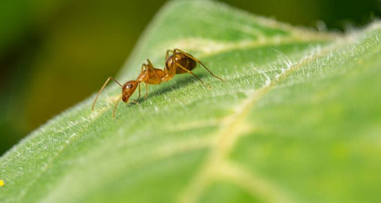 Ecofriendly Ant Control: An Environmental Method for deterring Ants