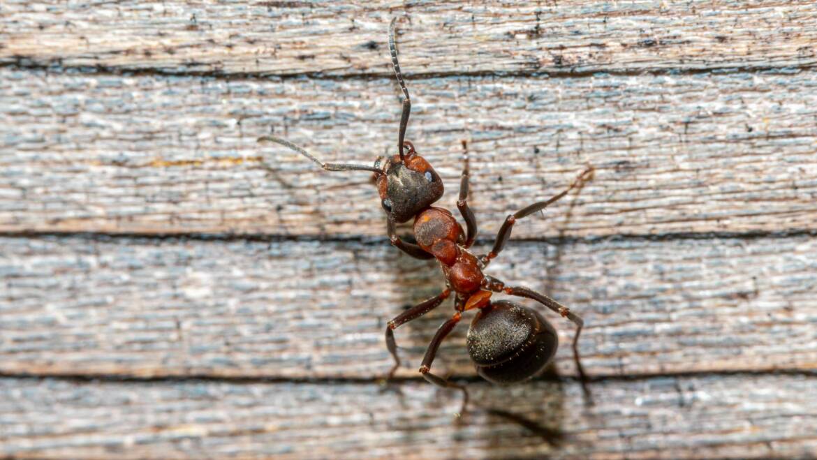 Debunking 8 Ant Myths Pest Exterminator Don’t Want You to Fall For