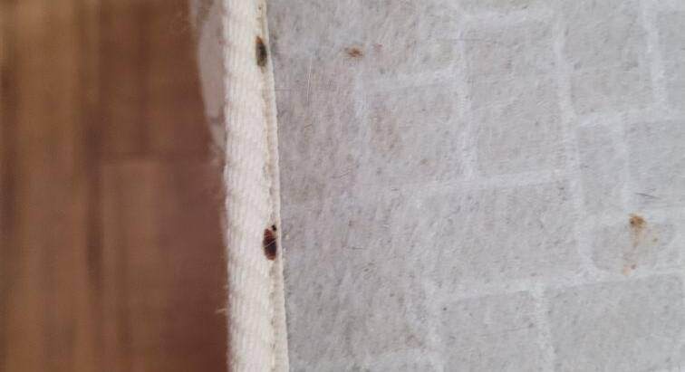 Guide to Bedbug Extermination in Stratford from the Pest Exterminator Pros