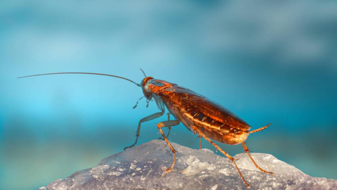 Common Pests and How Pest Control Professionals in London Ontario Prevent Them