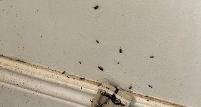 How to Pest-Proof Your Home: Insider Advice from Pest Exterminator