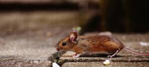 rodent control company in Kitchener