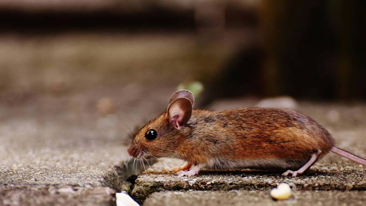 How Do Seasonal Changes Affect Rodent Behaviour in Kitchener?