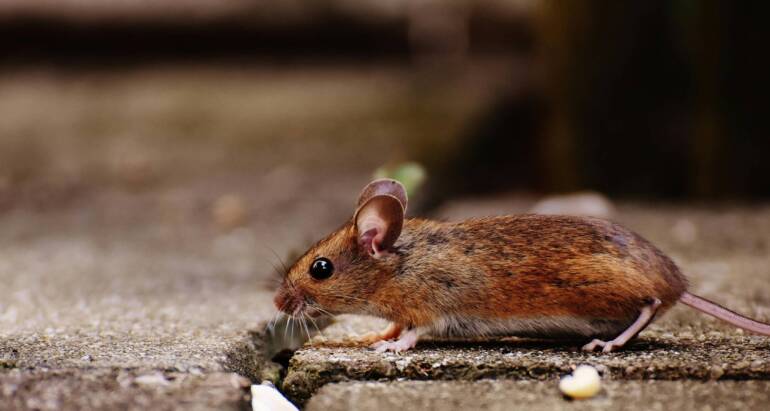 How Do Seasonal Changes Affect Rodent Behaviour in Kitchener?