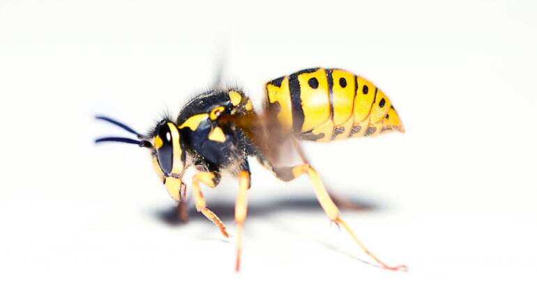 Yellow Jacket Nests Control: Lifecycle and Safe Removal Guide