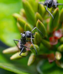 carpenter ants infestation