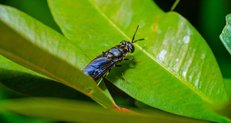 Flies Pest Control in Kitchen: Expert Tips for a Clean Environment