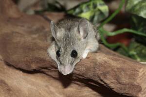 rodent issues in older homes