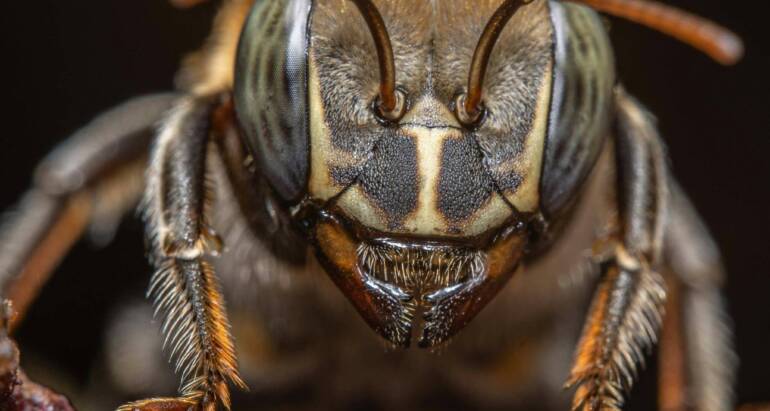 Wasp Nest Control Tips for a Safe and Buzz-Free Backyard