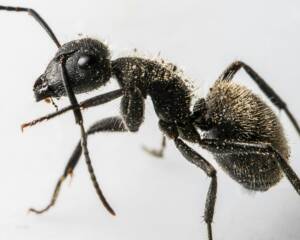 why ants are attracted to kitchen