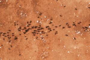ant infestation in restaurants
