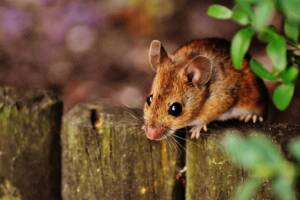 house mouse
