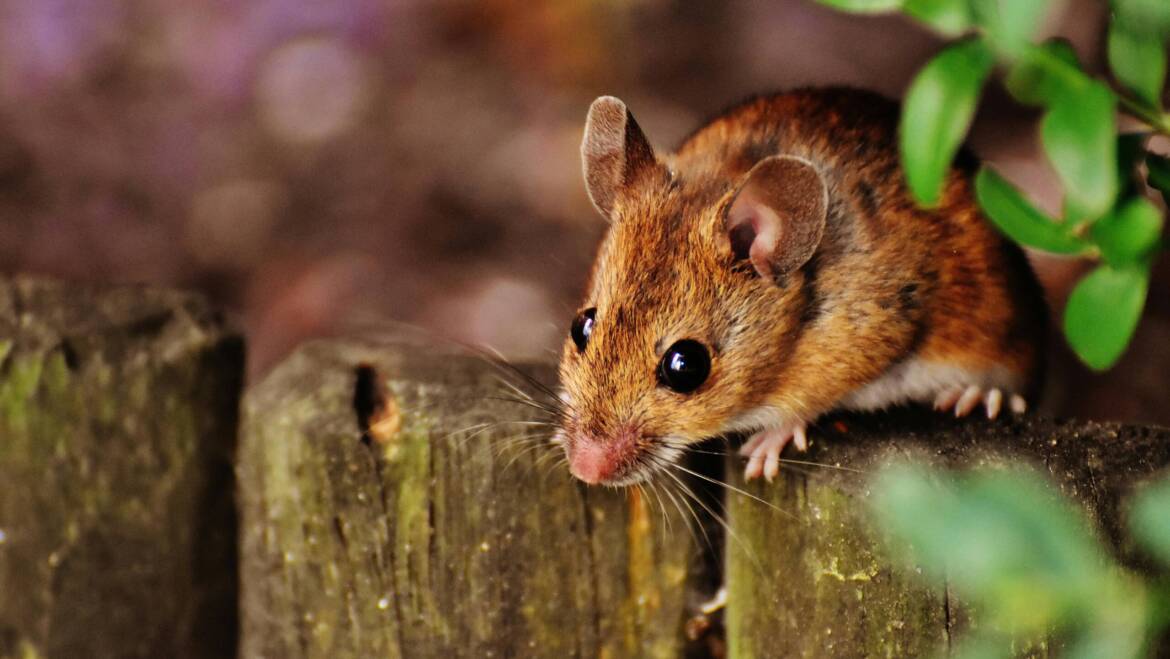 House Mouse: What Makes Them Different from Other Rodent Species?