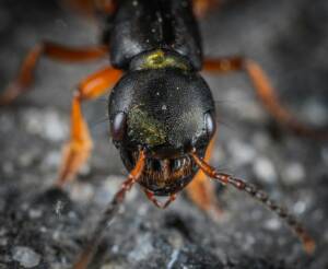 identifying ants and insects nests